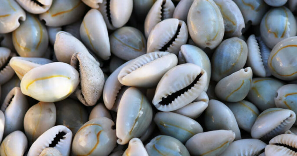cowrie-shell-divination